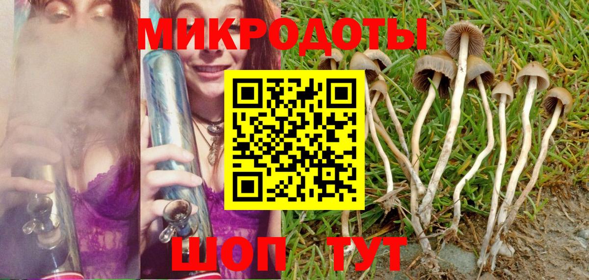Псилоцибиновые грибы Psilocybe Шадринск